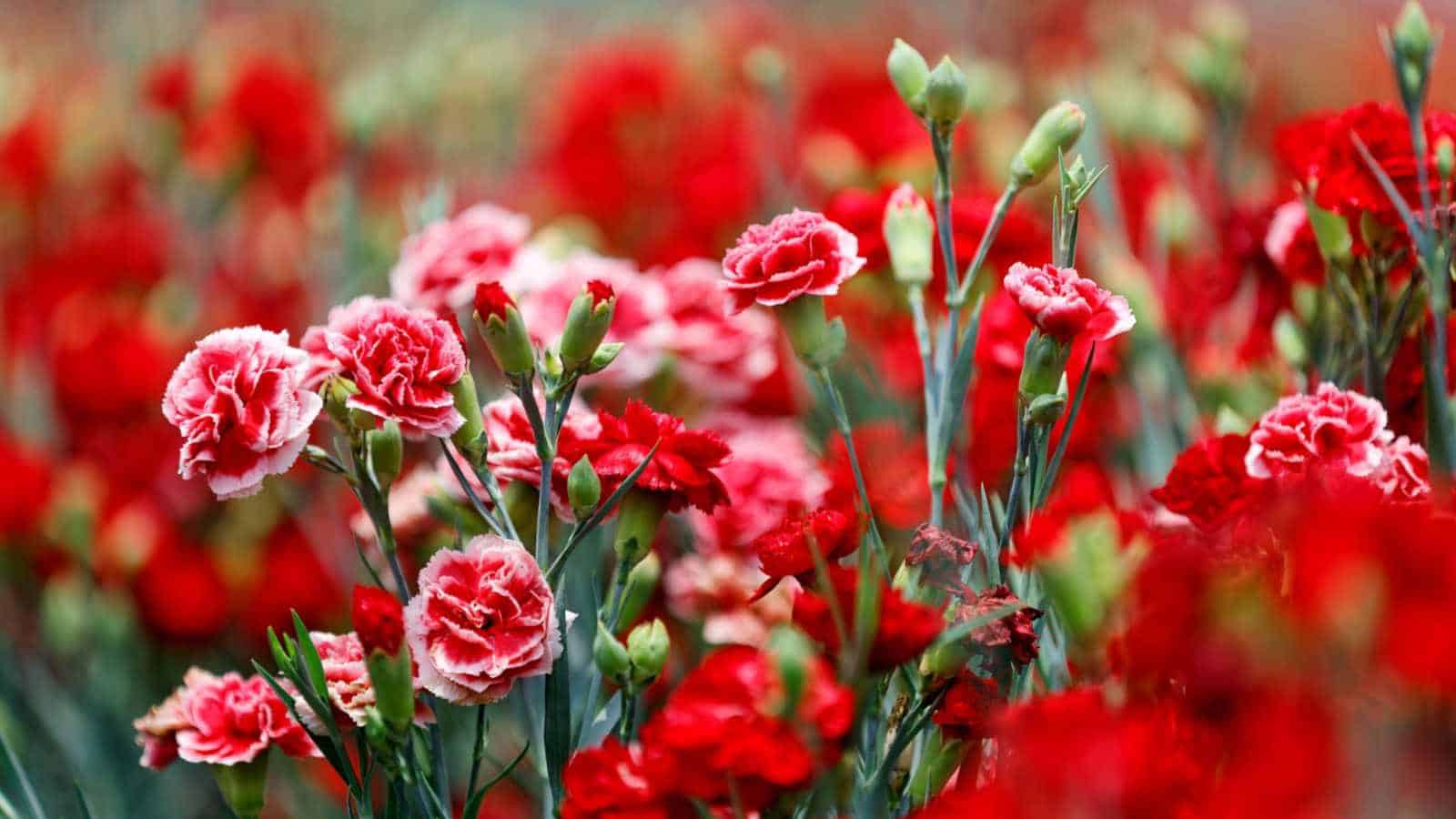 Red Carnation (Dianthus caryophyllus) flowers in the garden