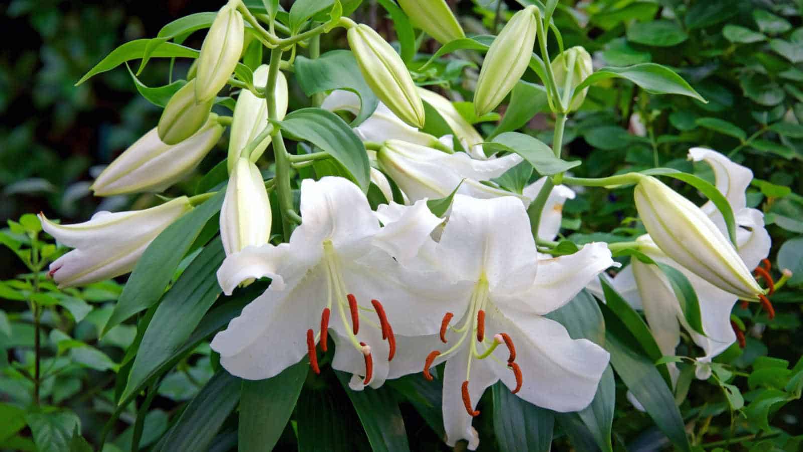 Casa Blanca Lily (Lilium ‘Casa Blanca’) 