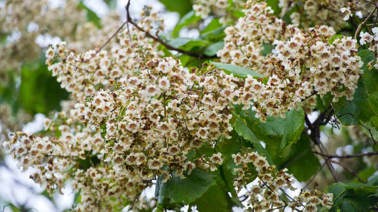 Catalpa (Catalpa speciosa) white flowers on a tree branch