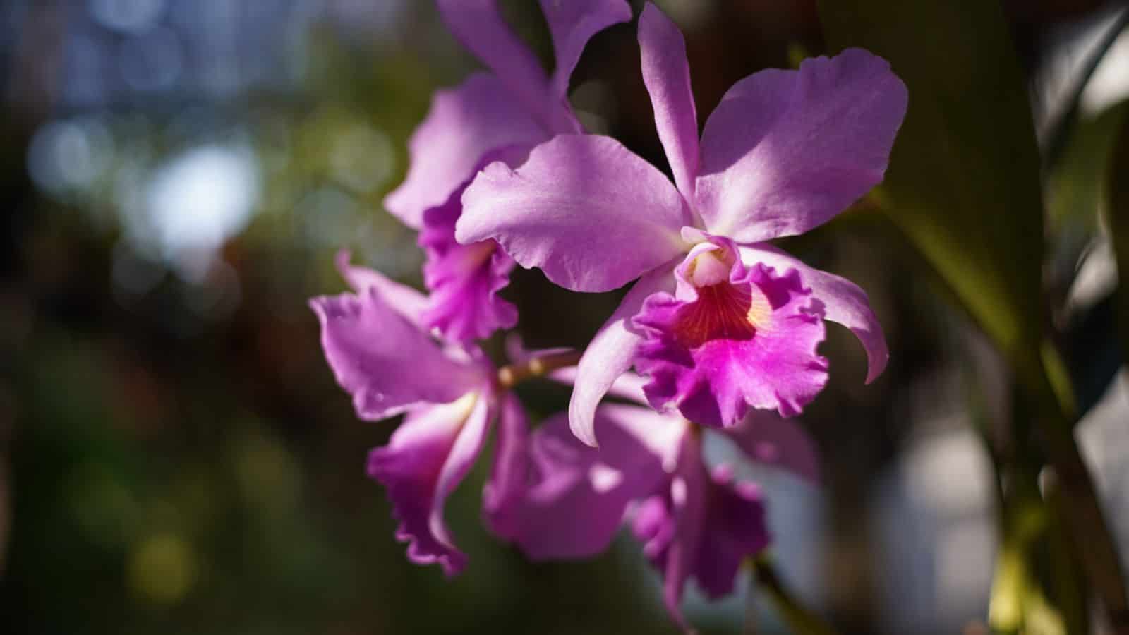 Purple cattleya orchid with sunbeam