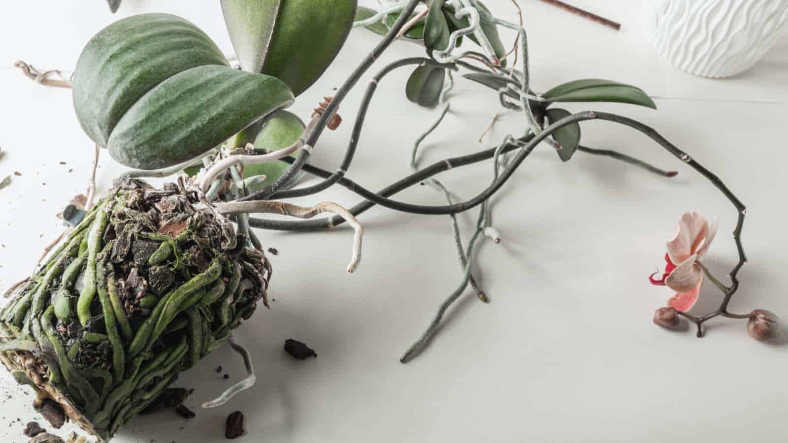 Check the Roots When Repotting