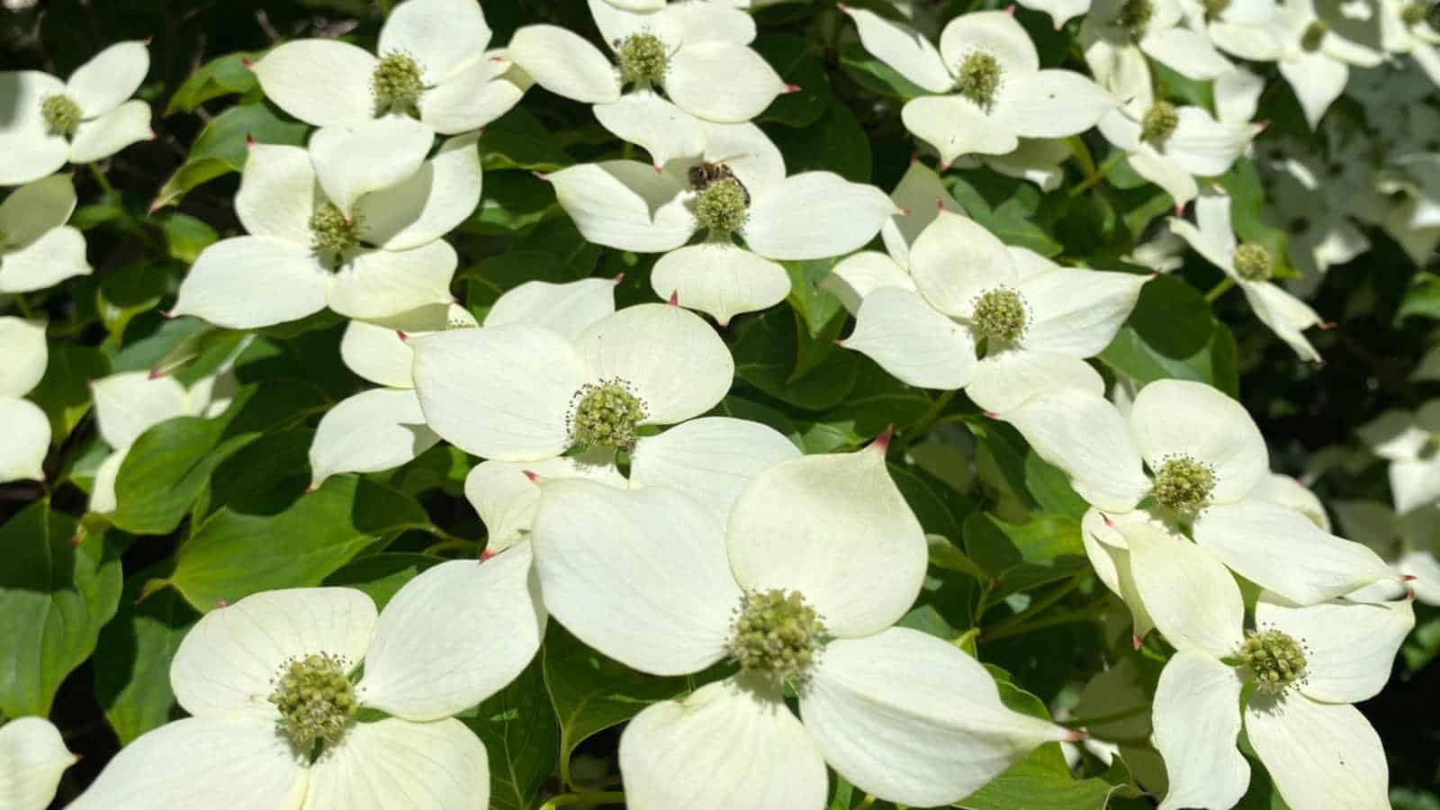 Chinese Dogwood (Cornus kousa)
