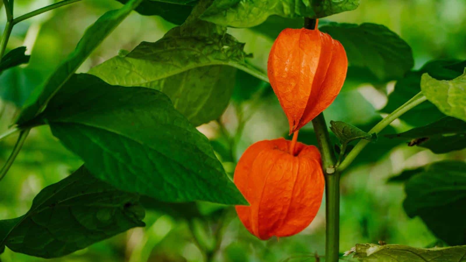 Red Chinese Lantern (Physalis alkekengi) red flowers