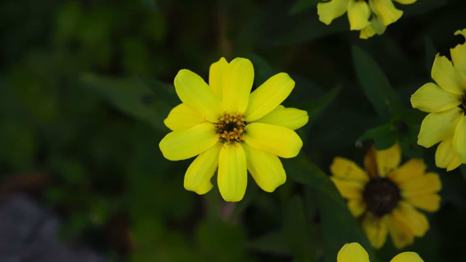 Chocolate Daisy (Berlandiera lyrata)