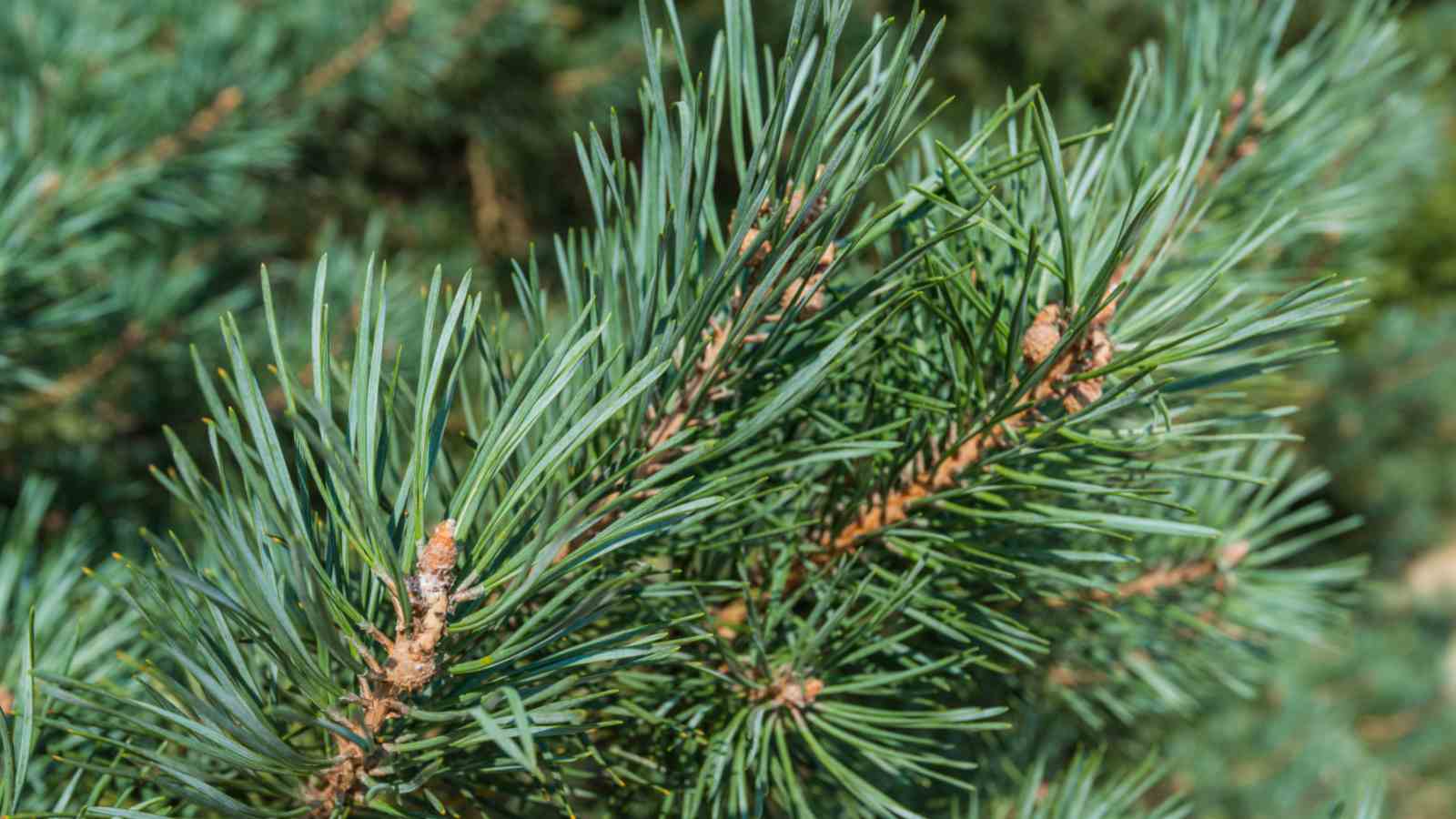 Choose a water-absorbent tree variety