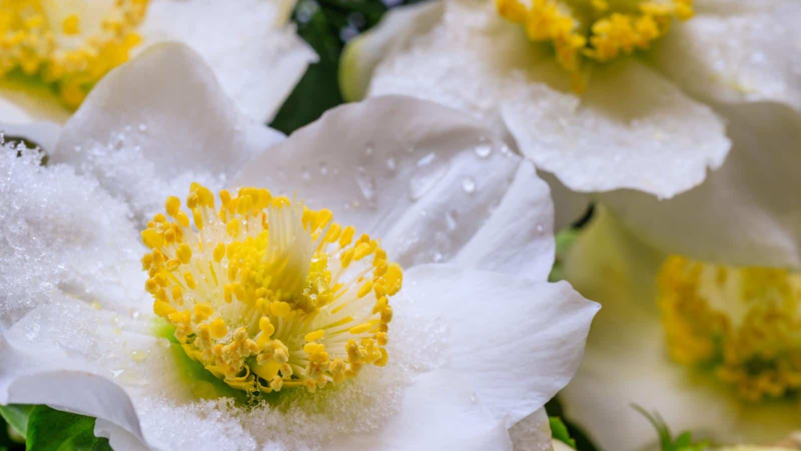 Christmas Rose (Helleborus niger)