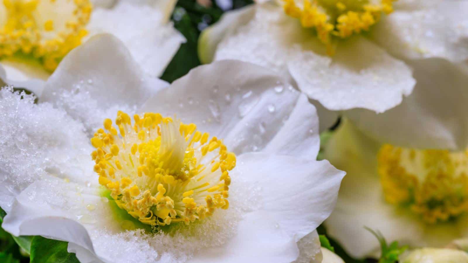 Christmas Rose (Helleborus niger)