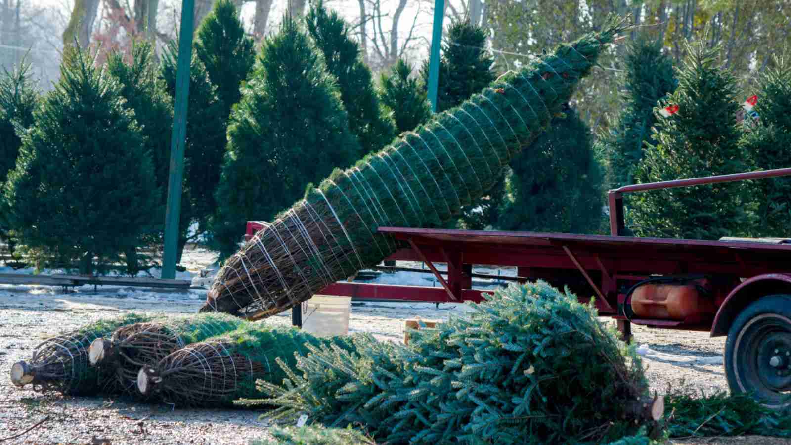Christmas Tree