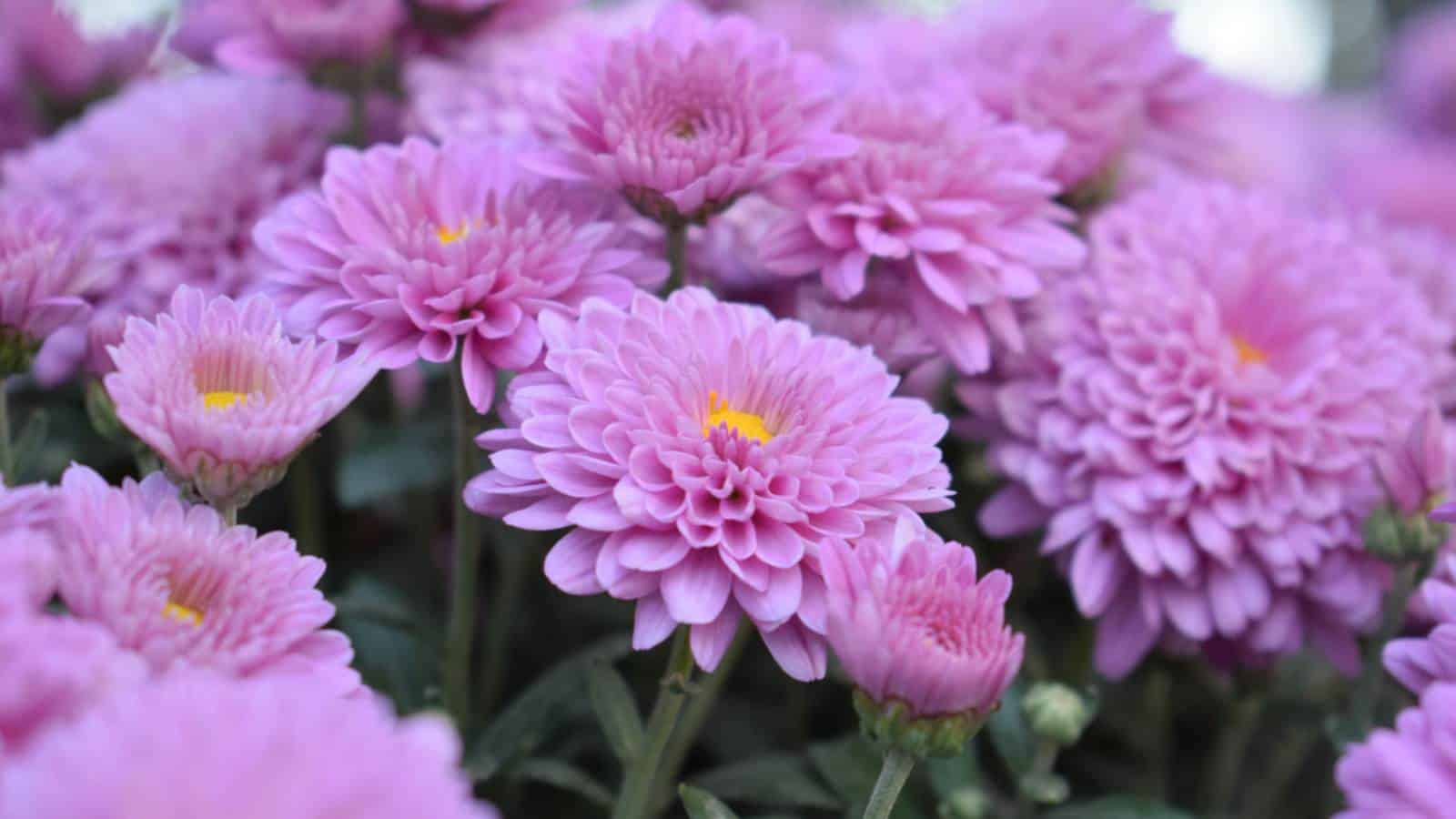Chrysanthemum