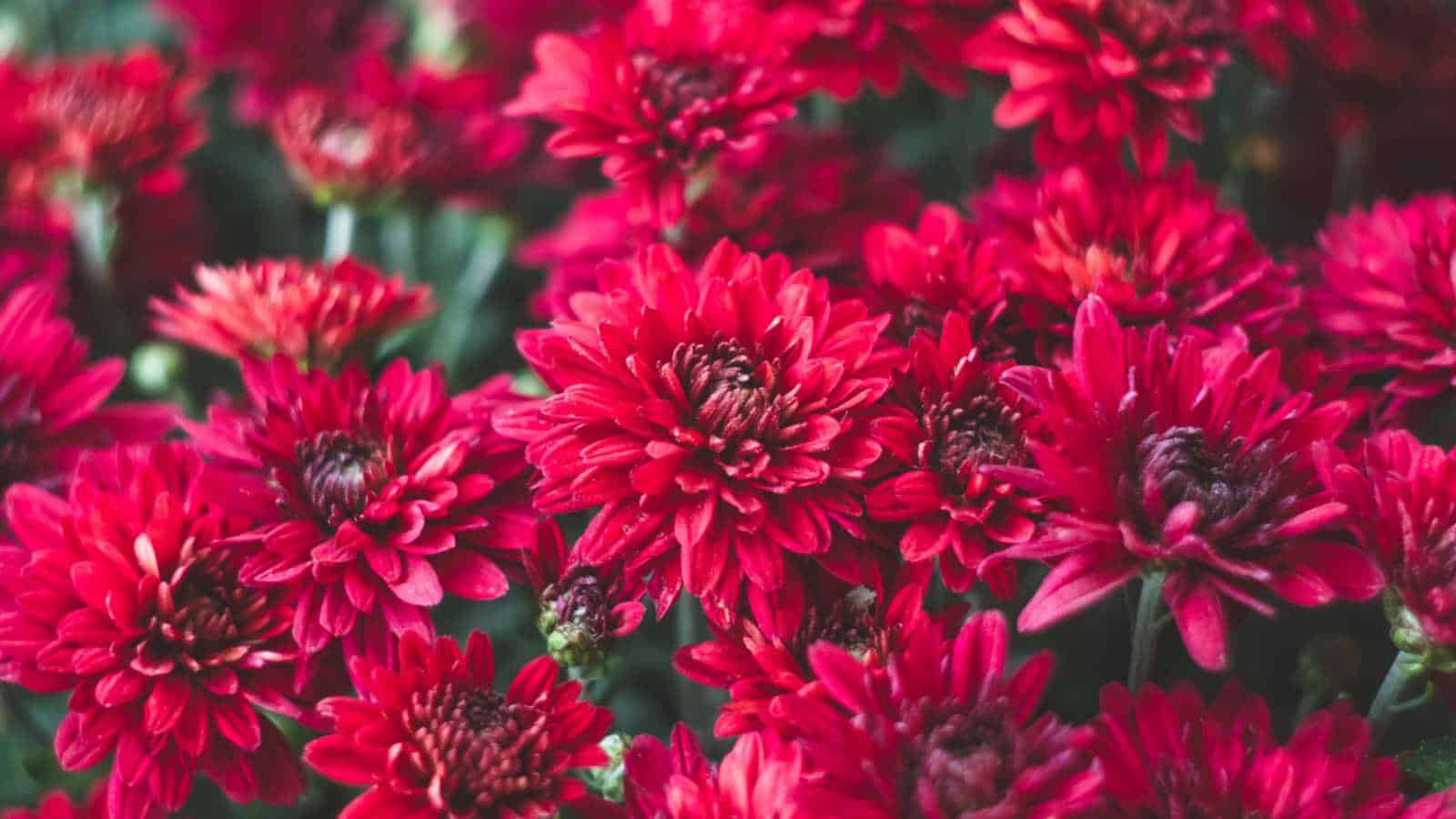 Red Chrysanthemum (Chrysanthemum spp.) flowers