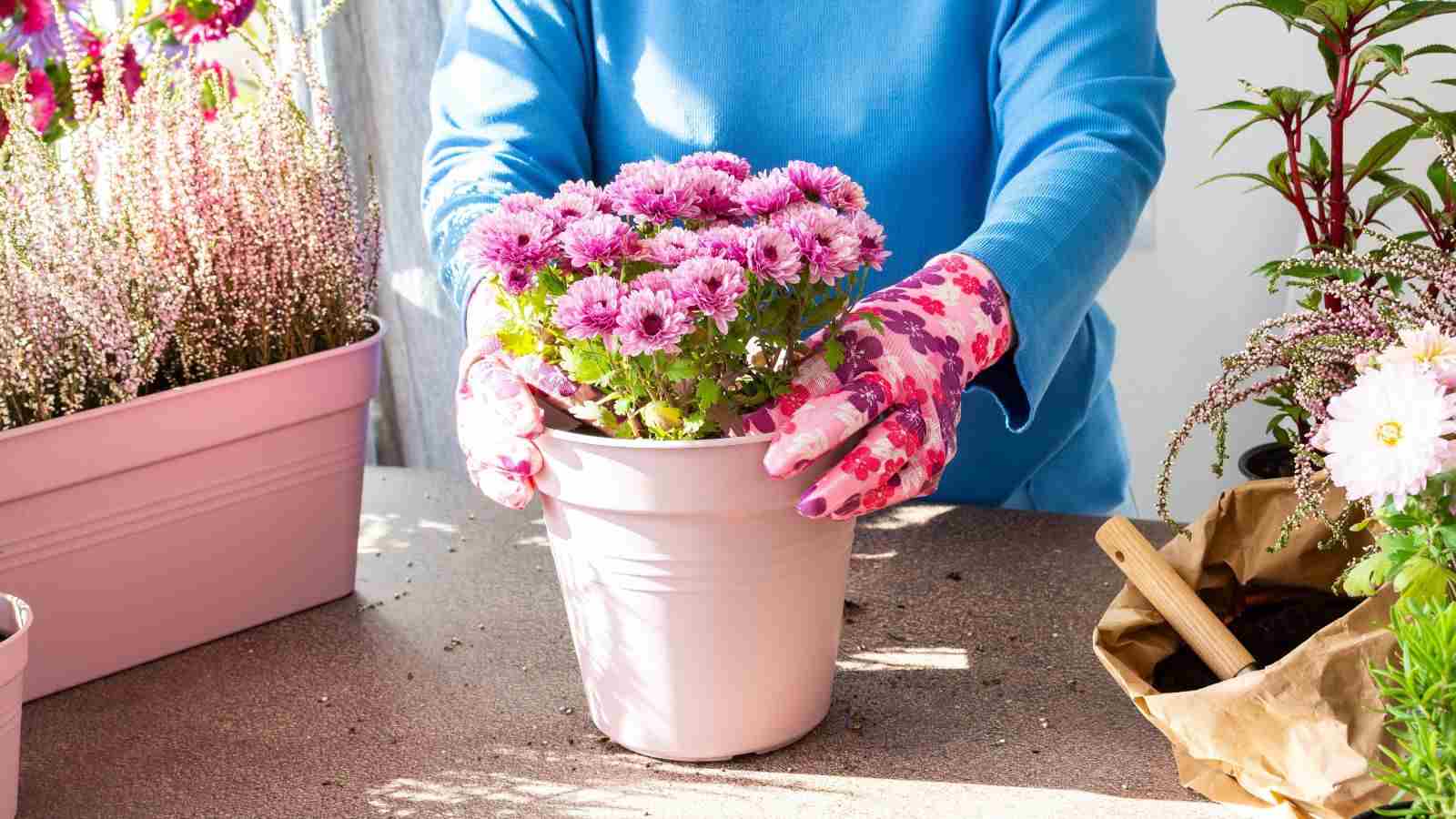 Chrysanthemum