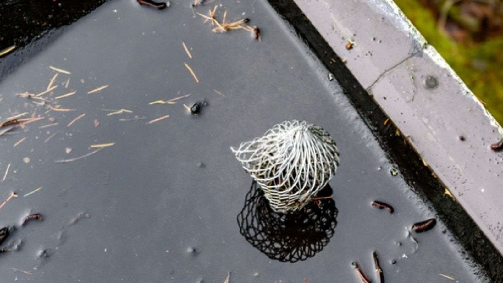 Clear Gutters and Downspouts