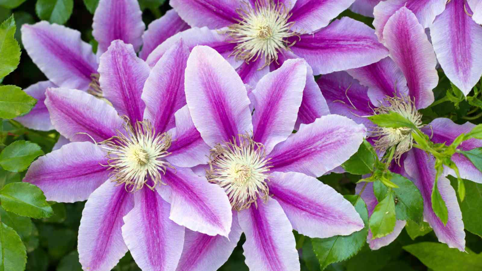 Purple clematis flowers with green leaves closeup view