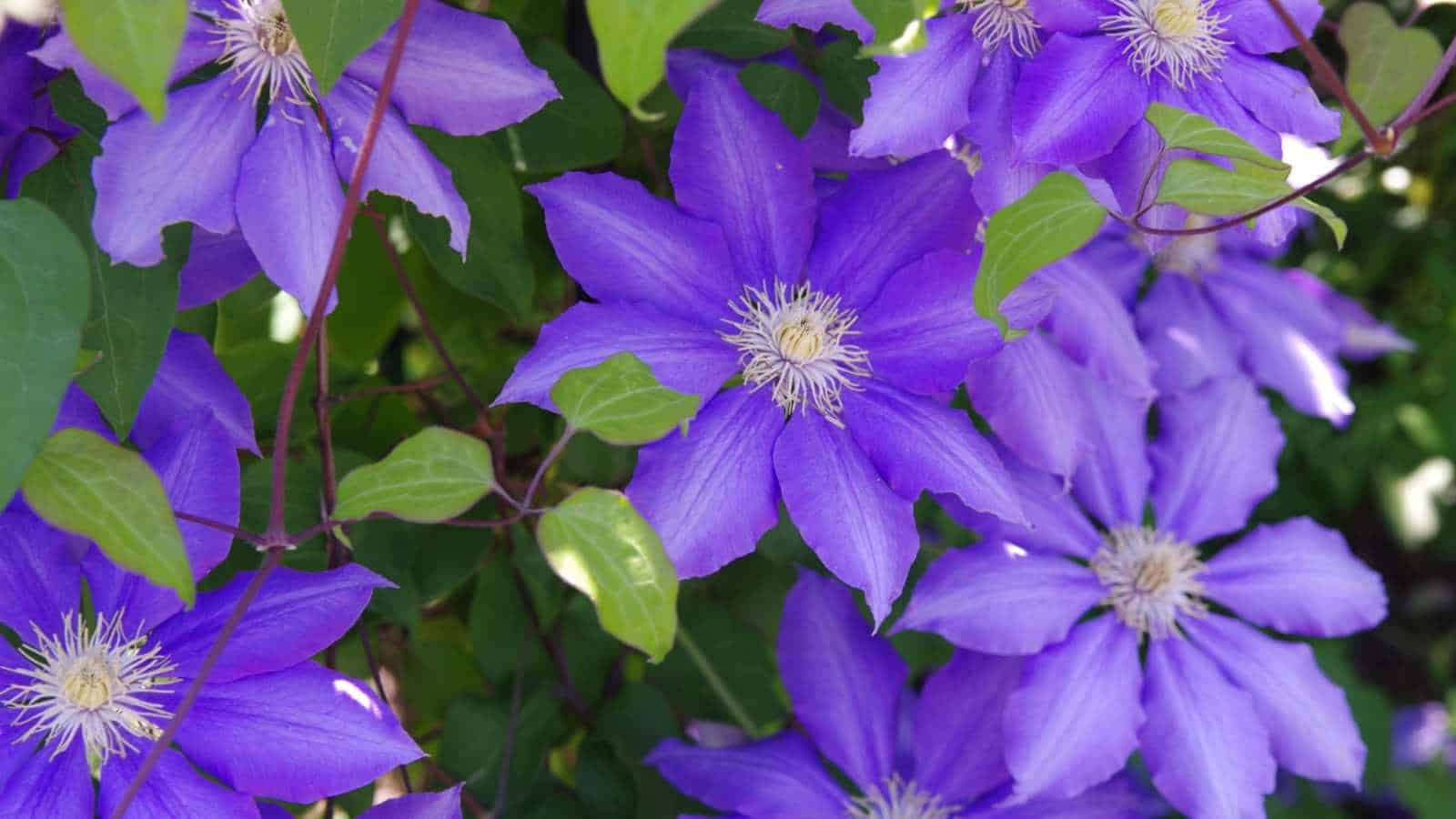 Blooming clematis flowers with green leaves