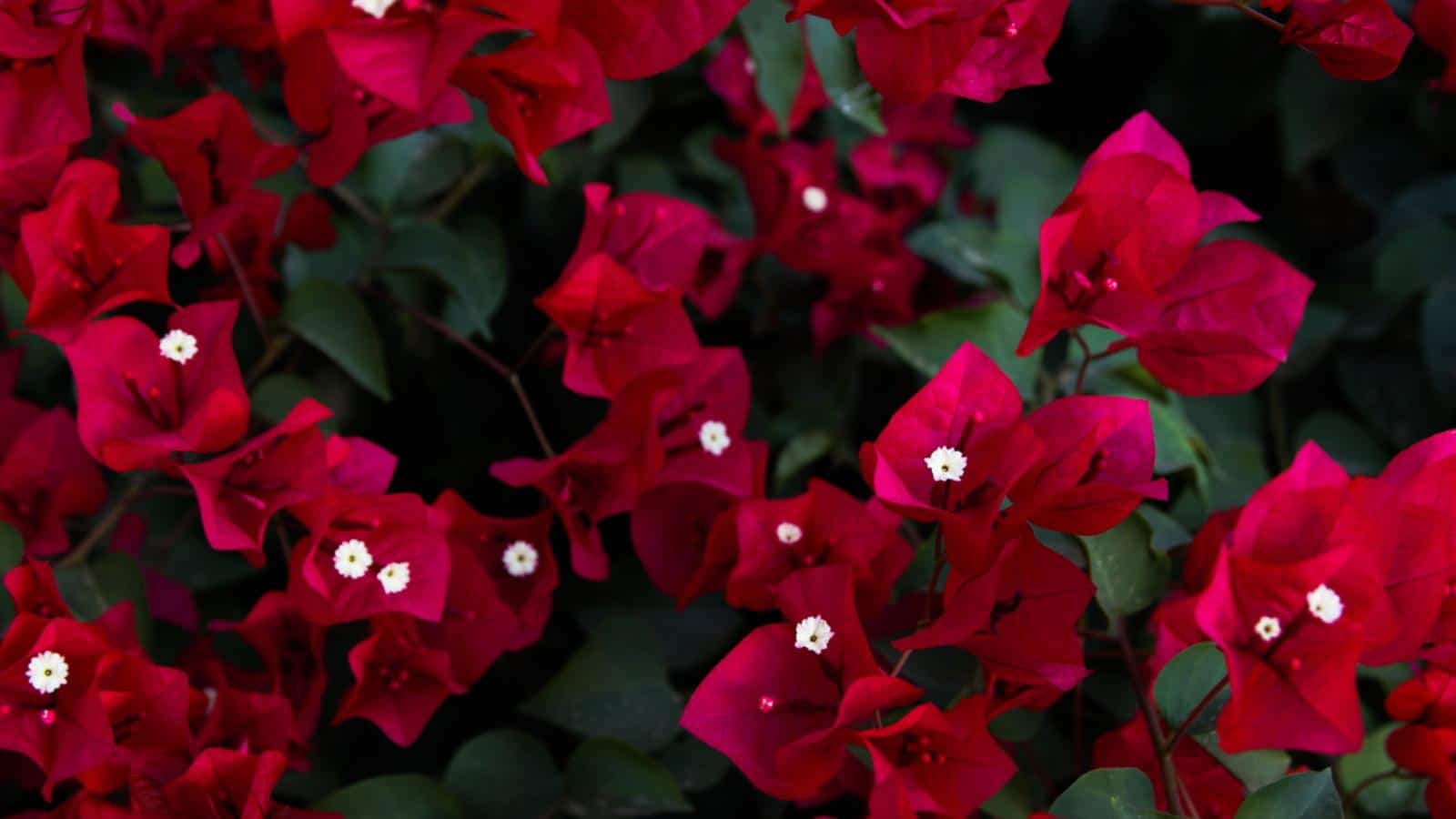 Red Bougainvillea (Bougainvillea spp.) flowers closeup shot