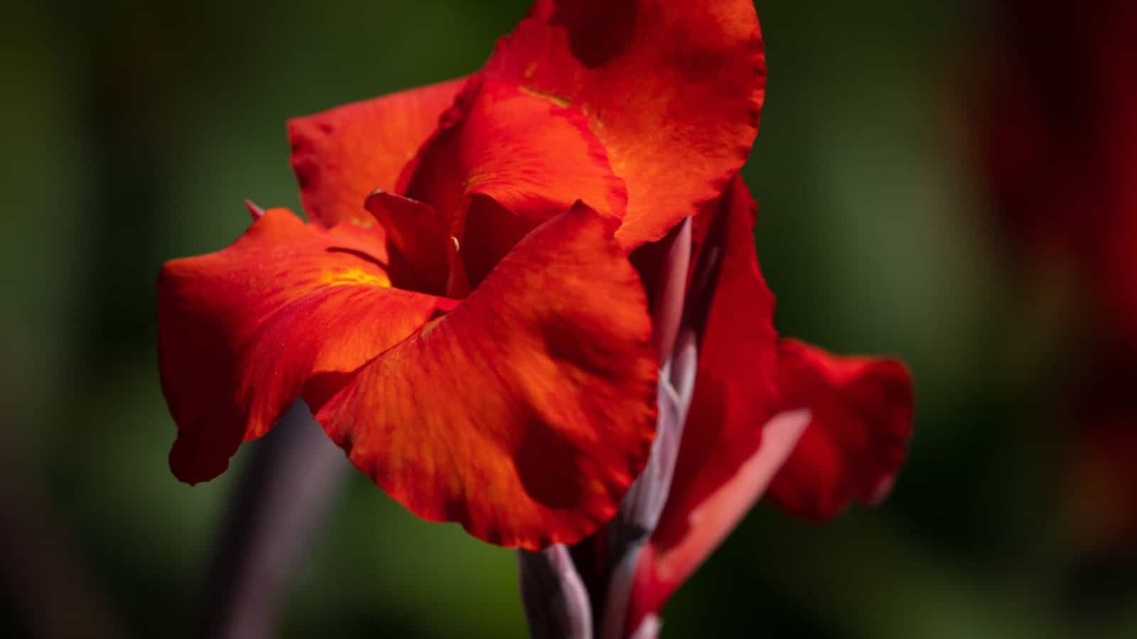 Red Canna Lily (Canna spp.) flowers