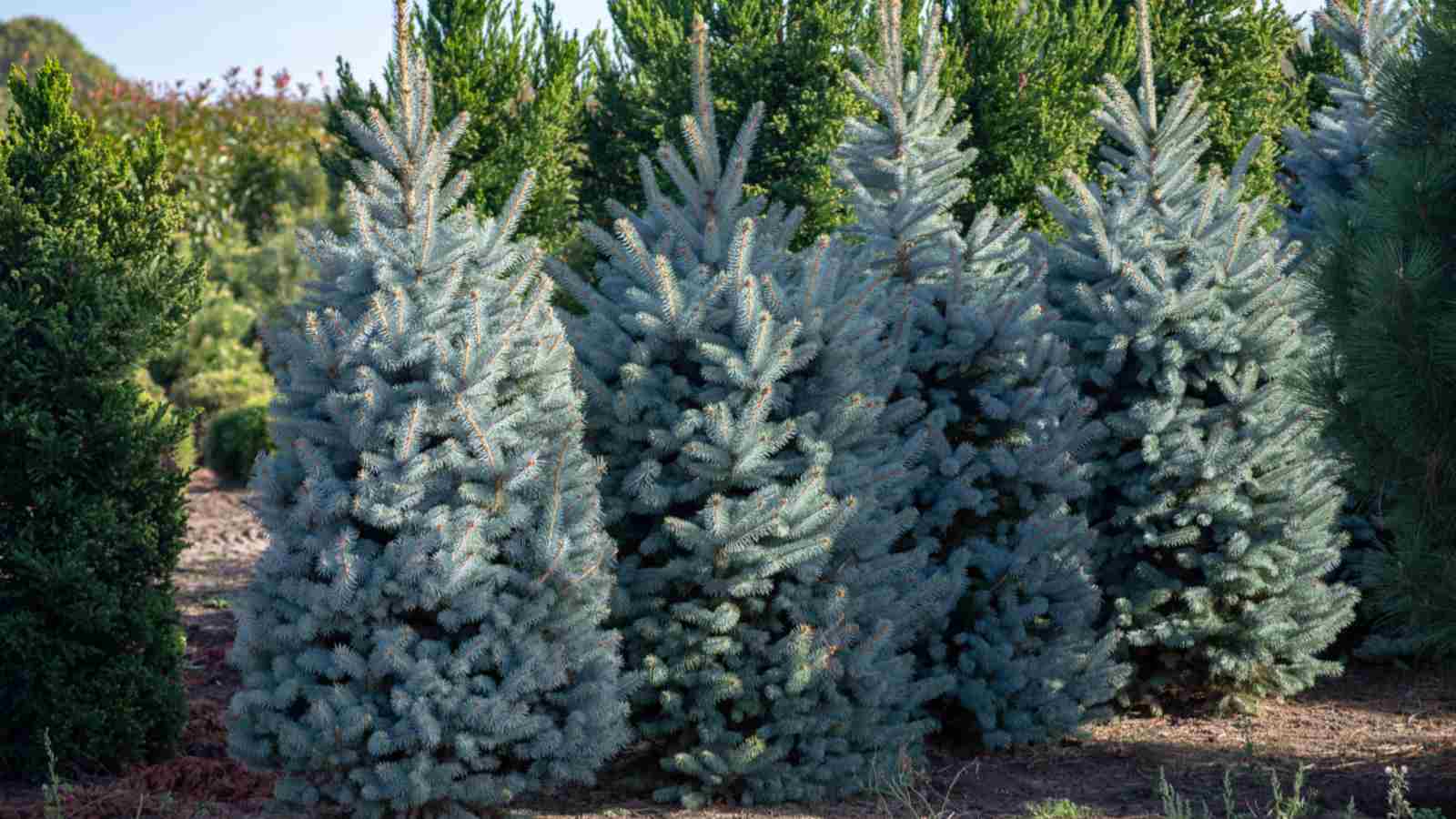 Colorado Blue Spruce