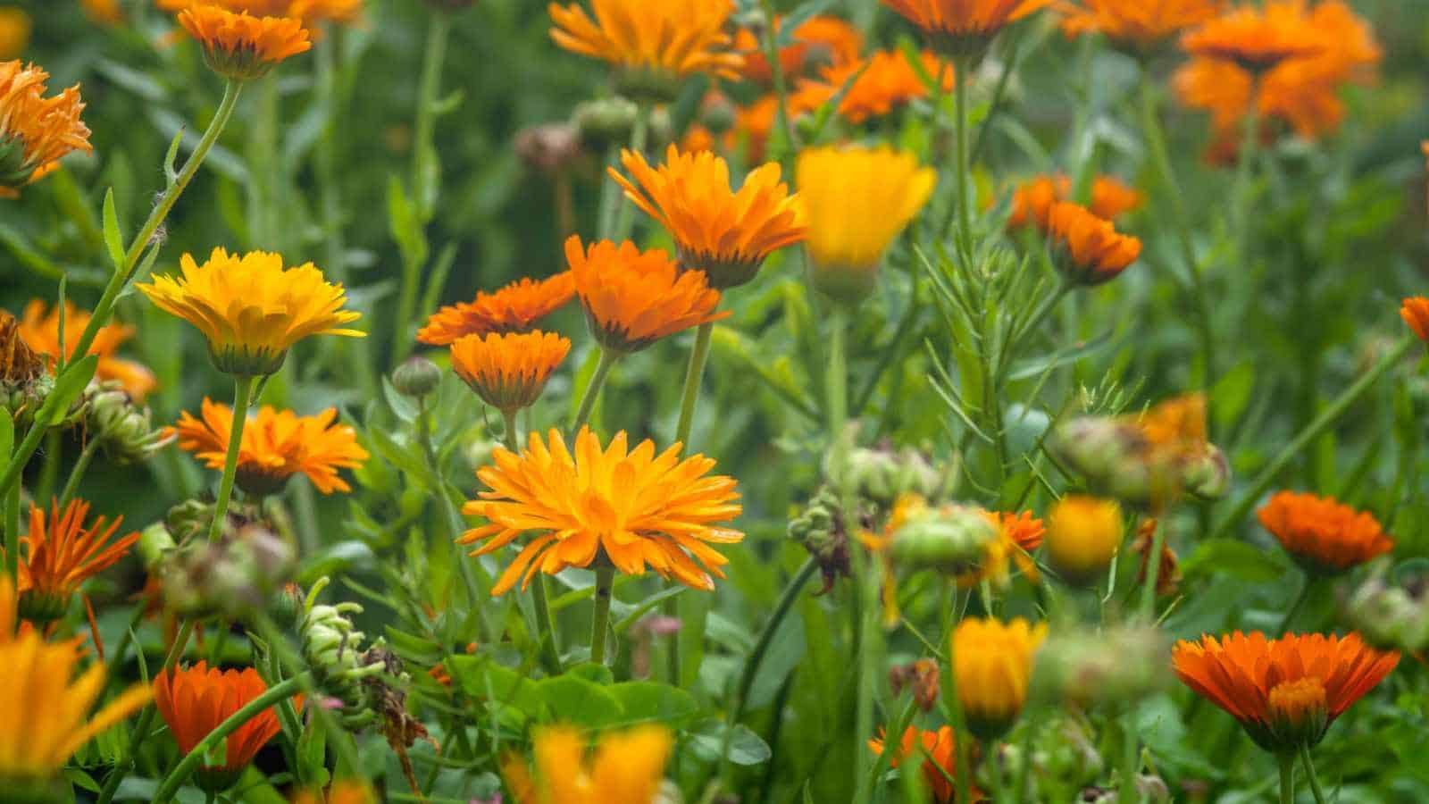 Colorful and Low-Maintenance Beauties