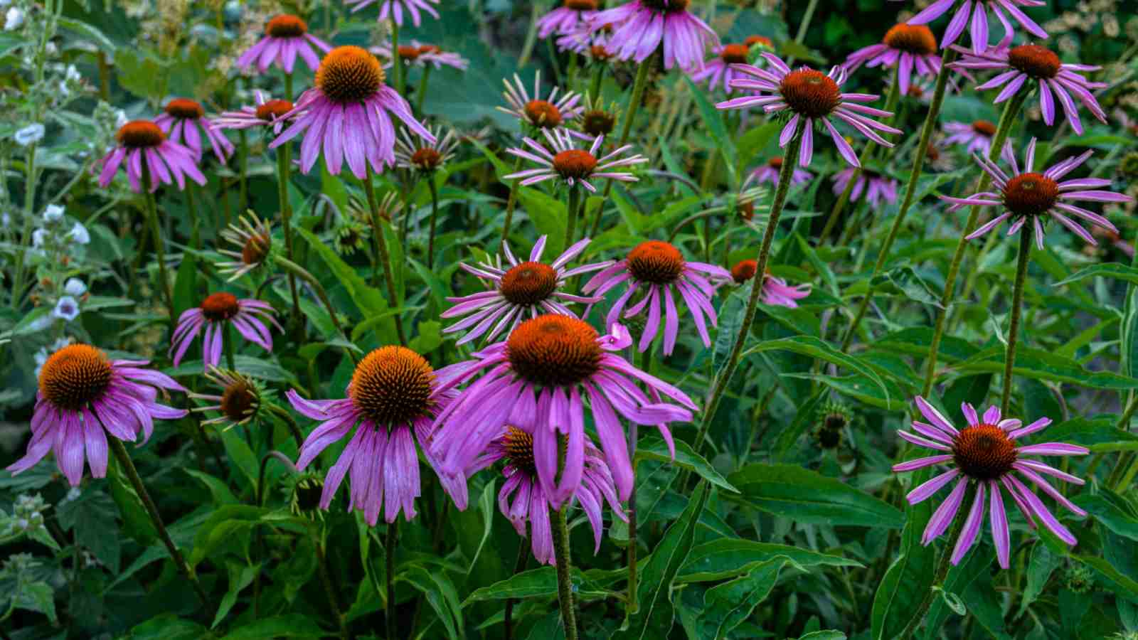 Purple coneflower in the garden