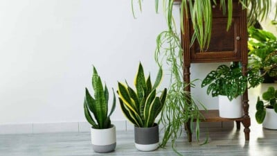 Container Garden