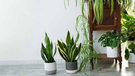 Container Garden