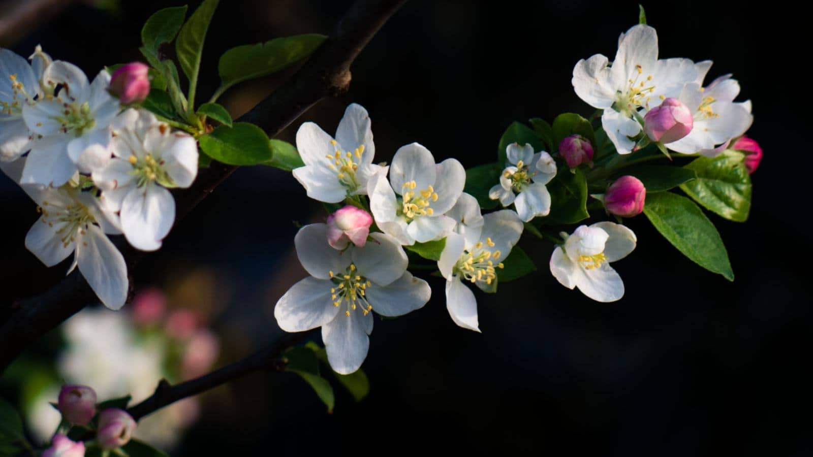 Selective focus of Crabapple (Malus spp.) white flowers
