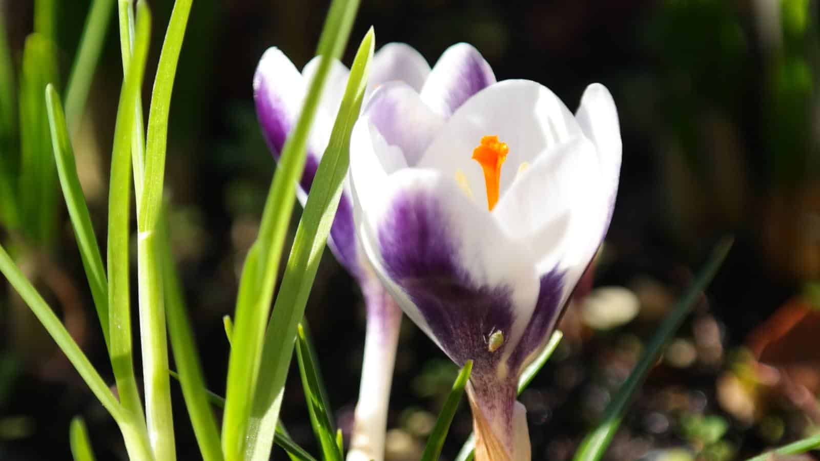 Crocus chrysanthus 'Blue Pearl'