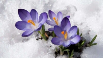 Crocuses in Snow