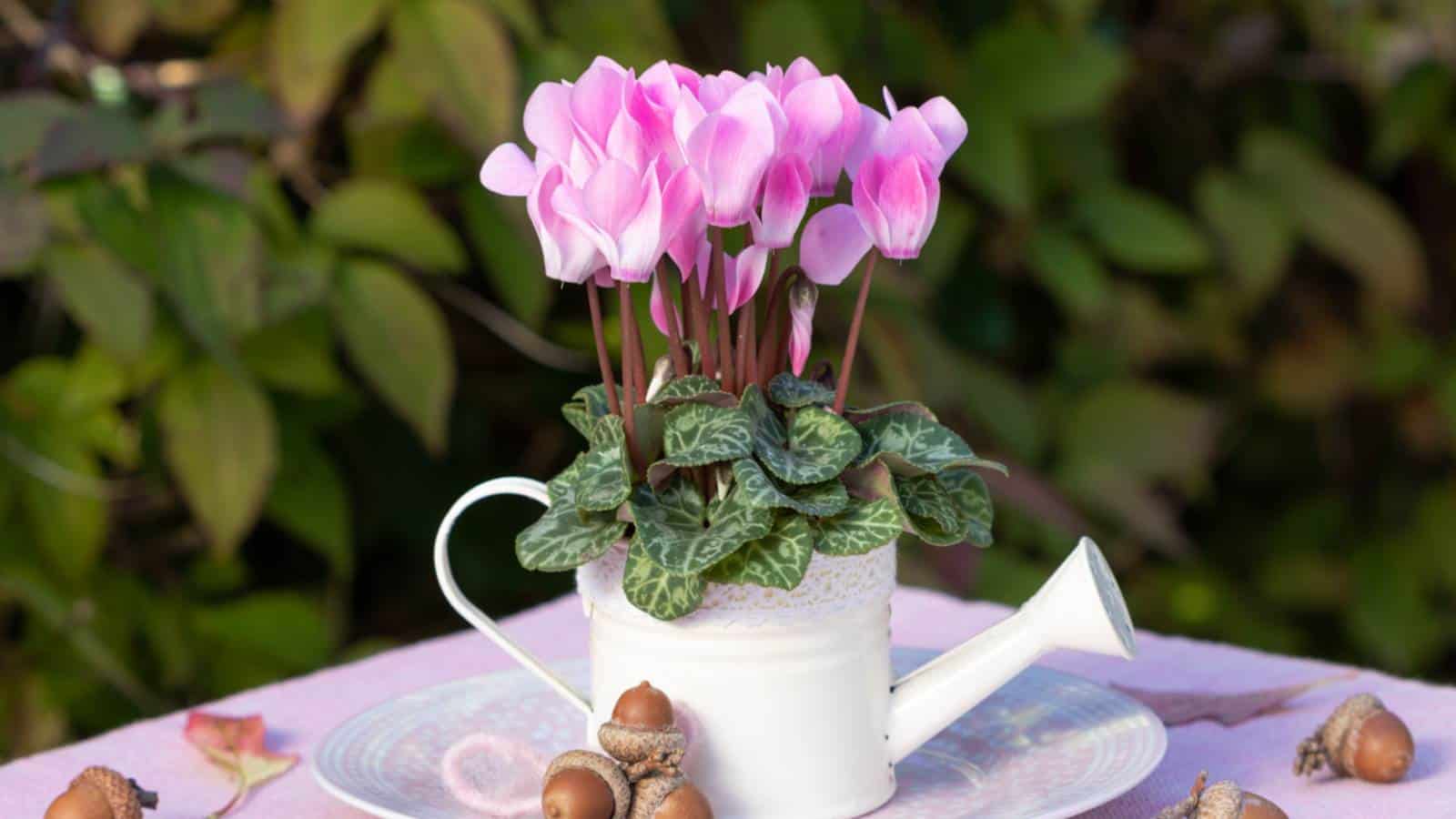 Cyclamen