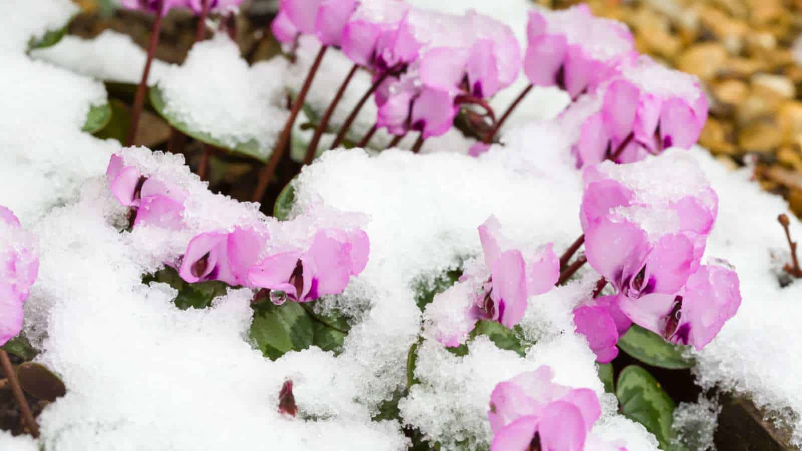 Cyclamen (Cyclamen coum)