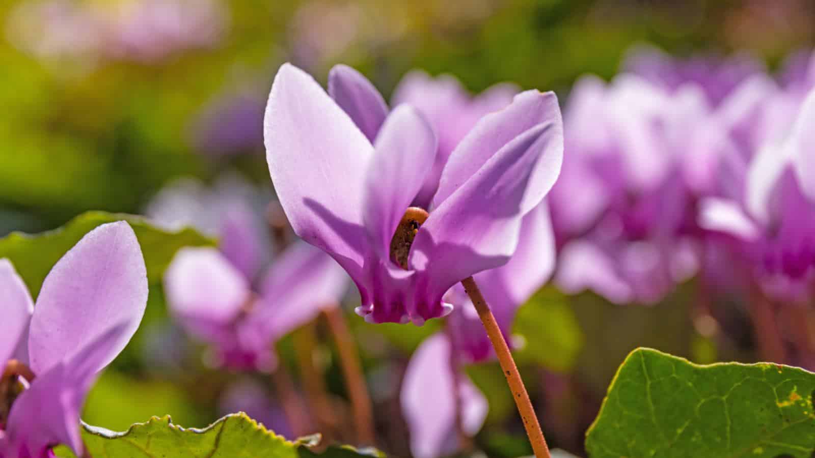 Macro of purple cyclamen flower