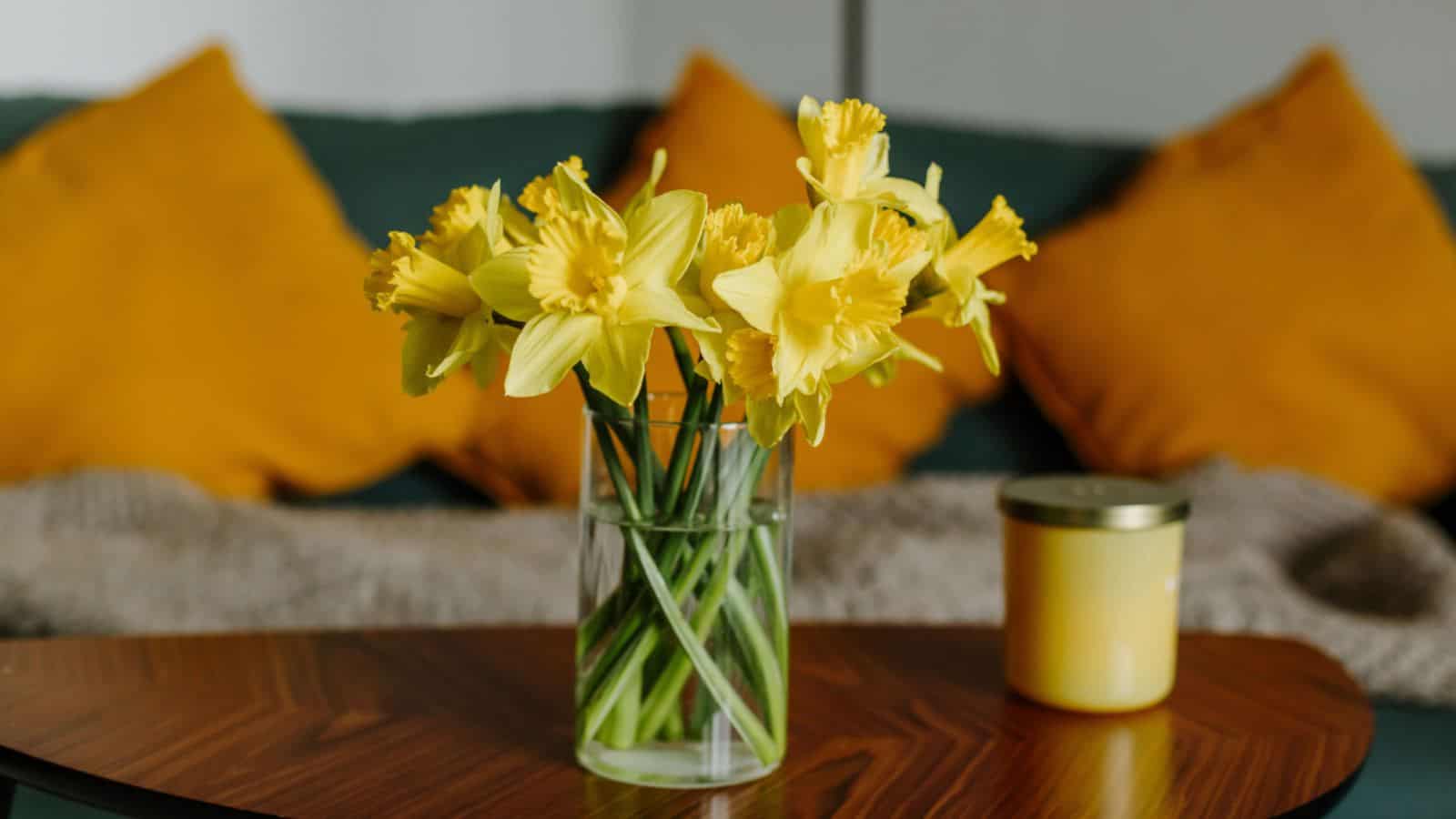 Daffodils
