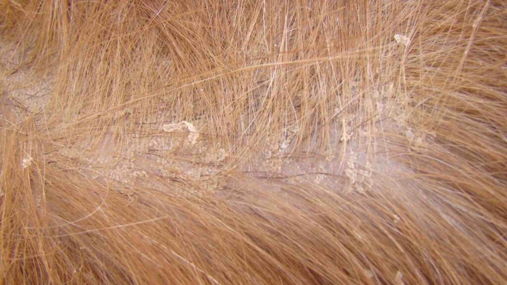 Flea eggs what do they look like and how to get rid of them