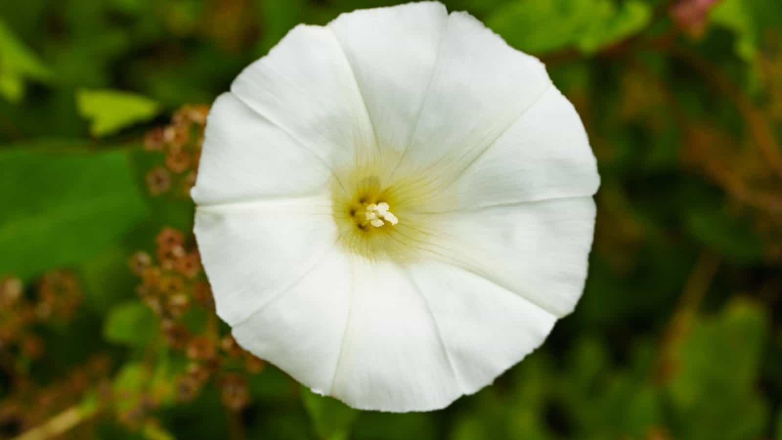 Datura (Datura wrightii)