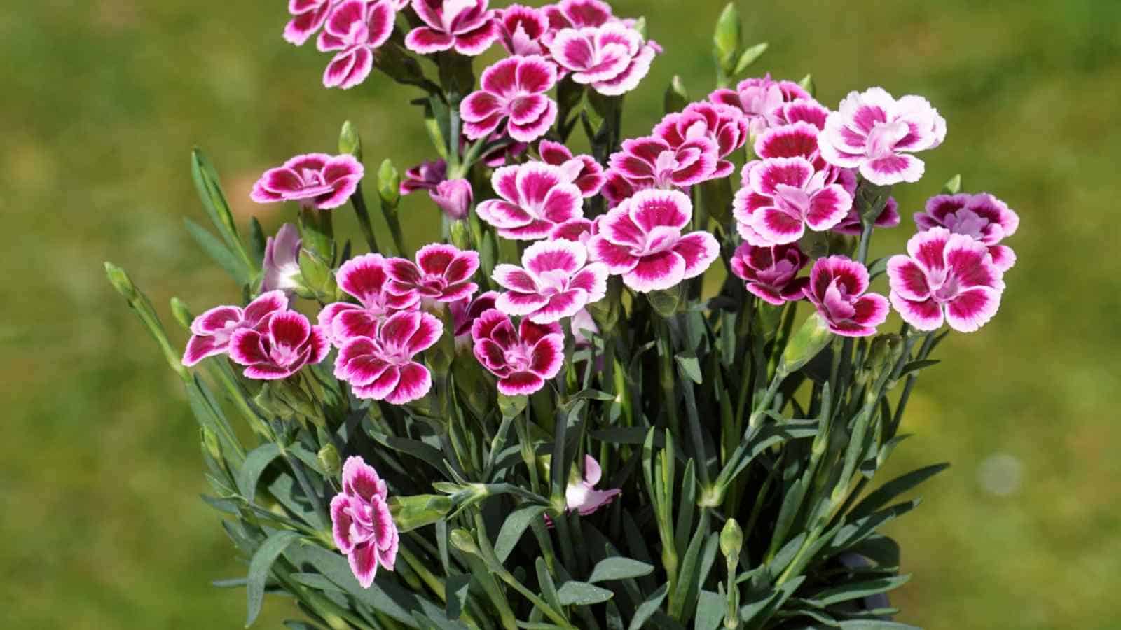 Dianthus