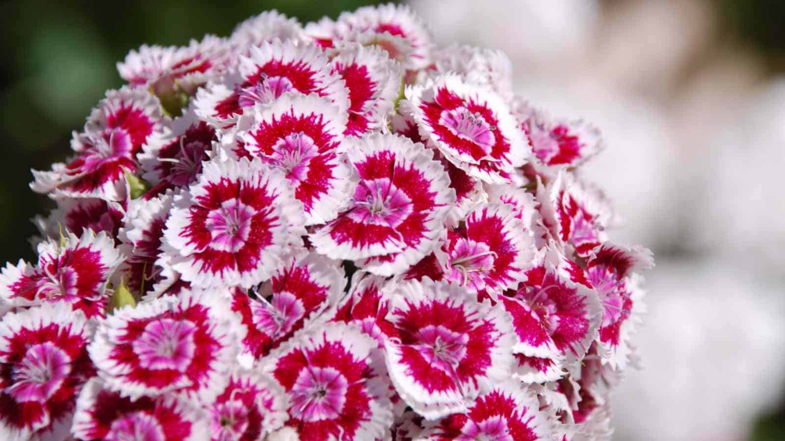 Dianthus