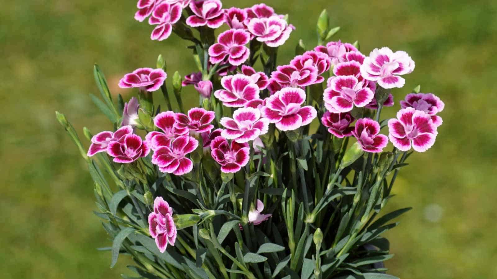 Dianthus