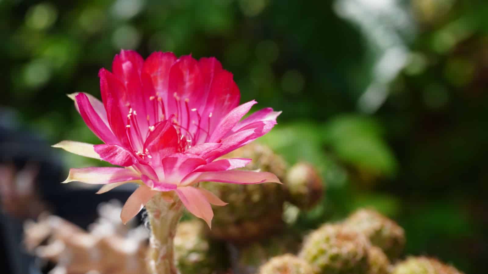 Easter Lily Cactus (Echinopsis)