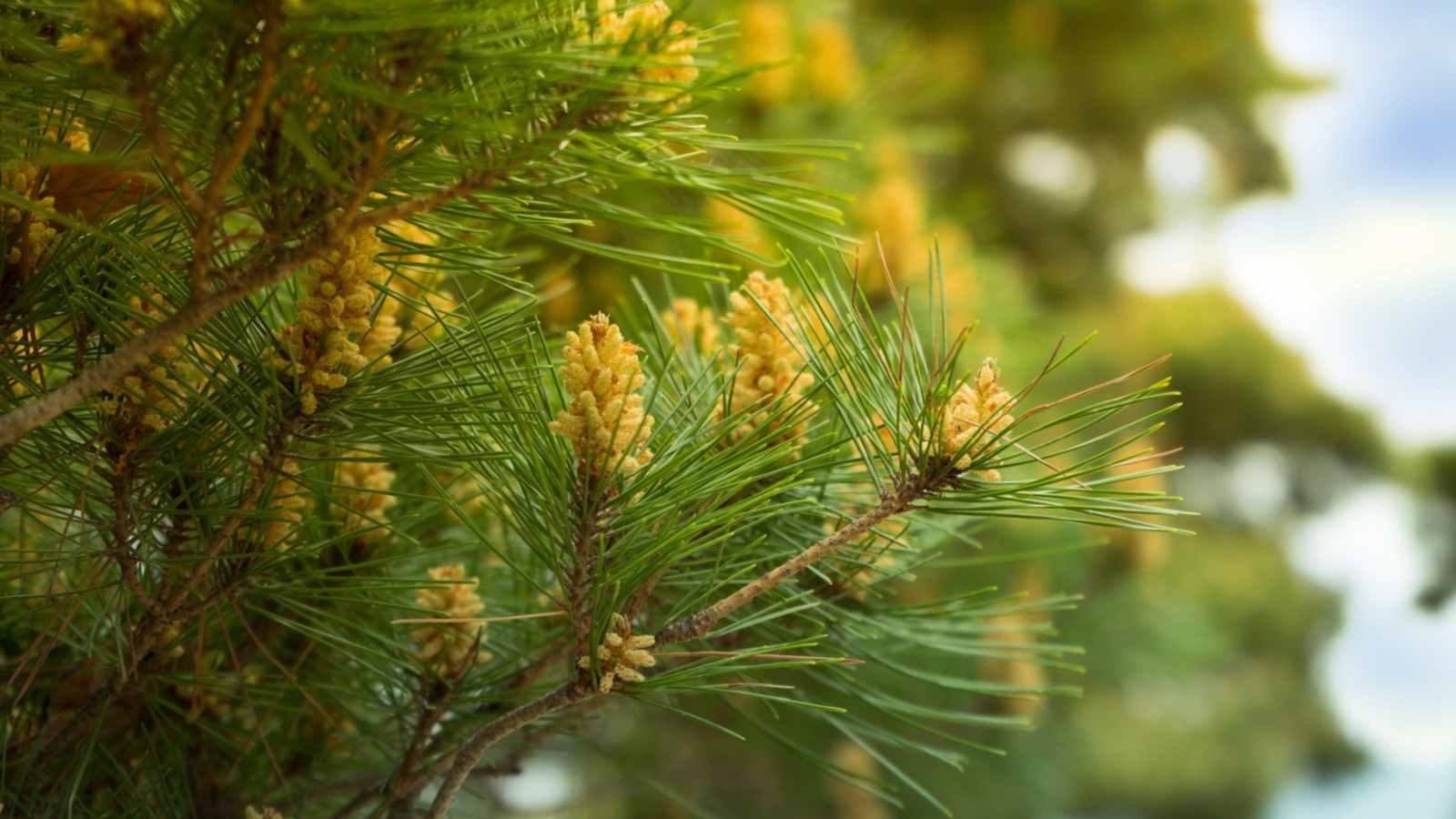 Eastern White Pine
