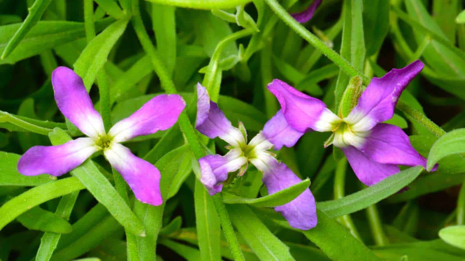 Evening Stock (Matthiola longipetala)