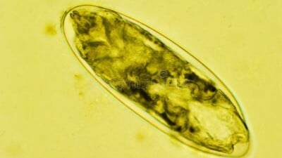 Flea egg under the microscope