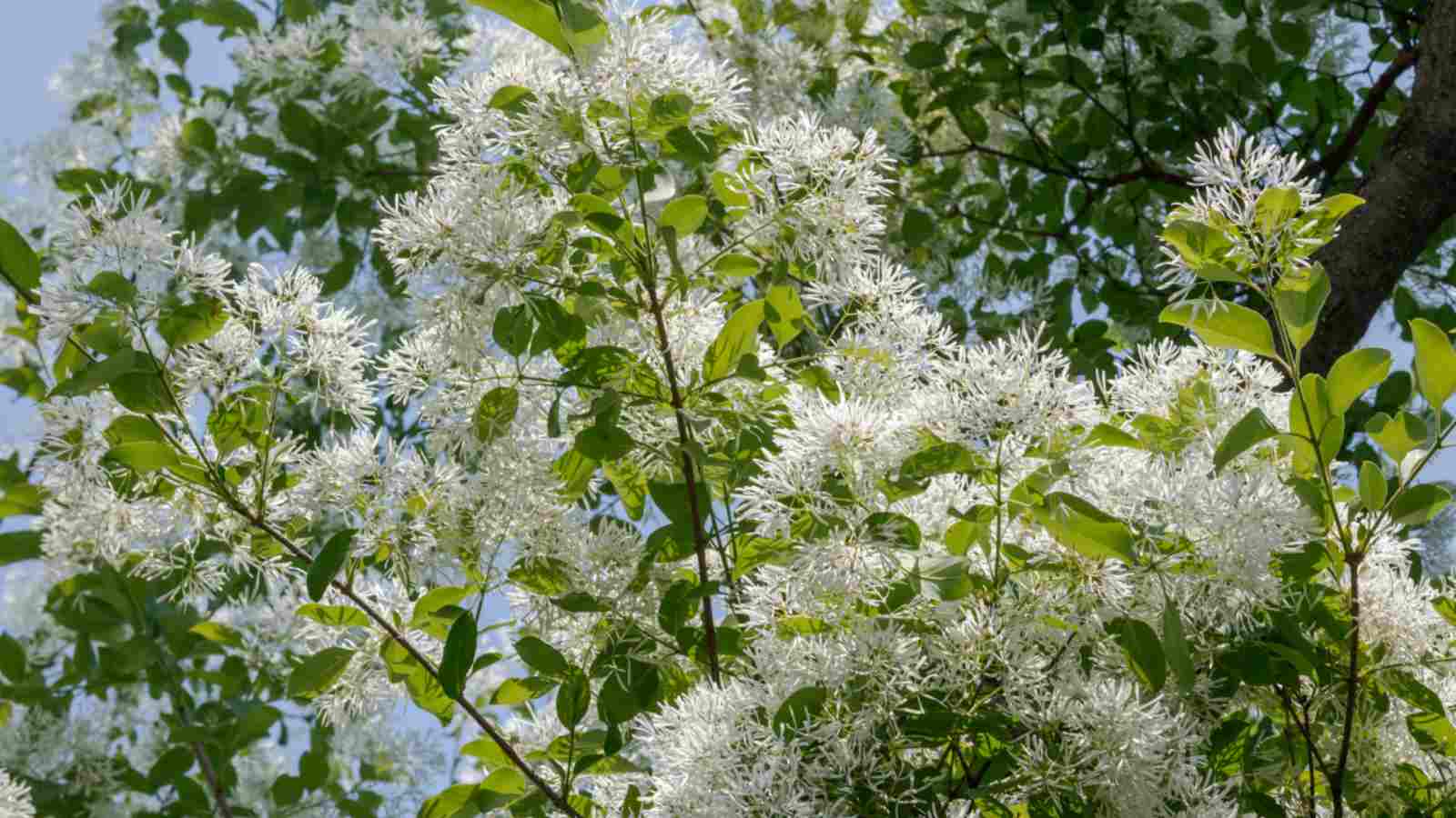 White Fringetree (Chionanthus virginicus) with white flowers