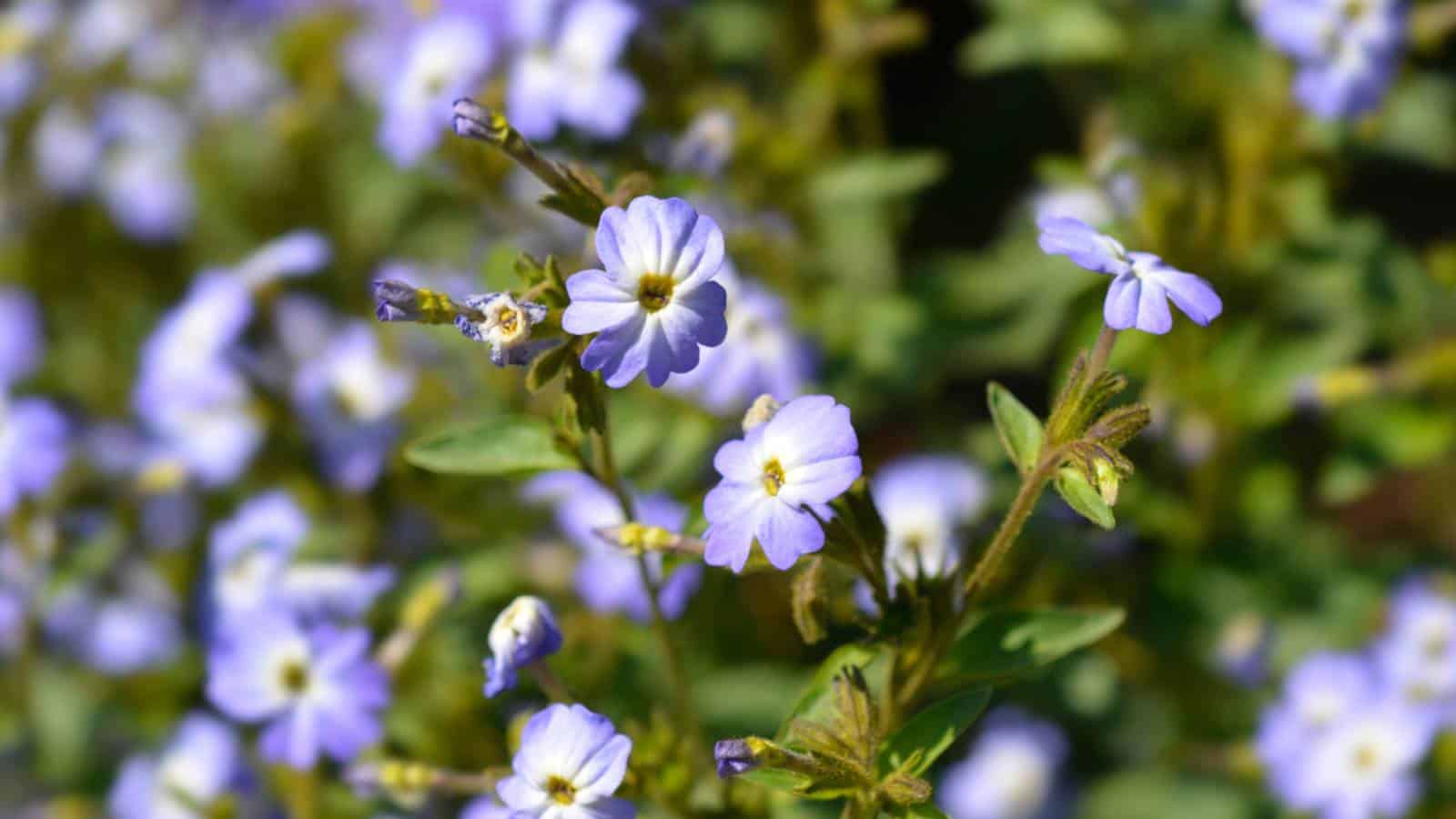 Browallia flowers under the sun