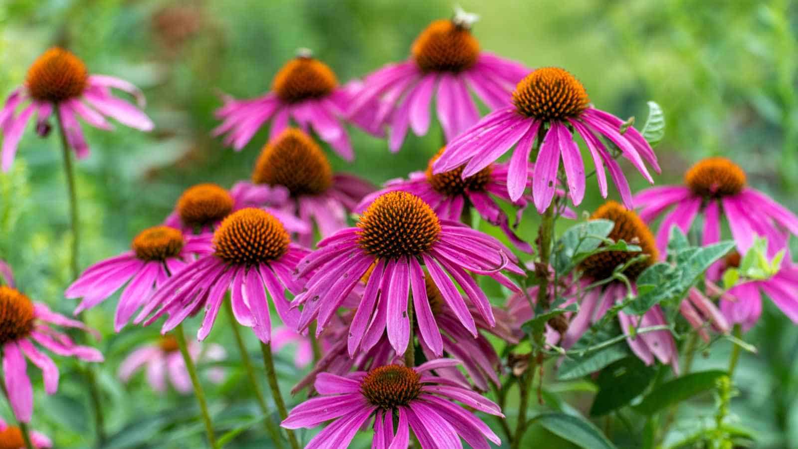 Purple coneflowers focus shot