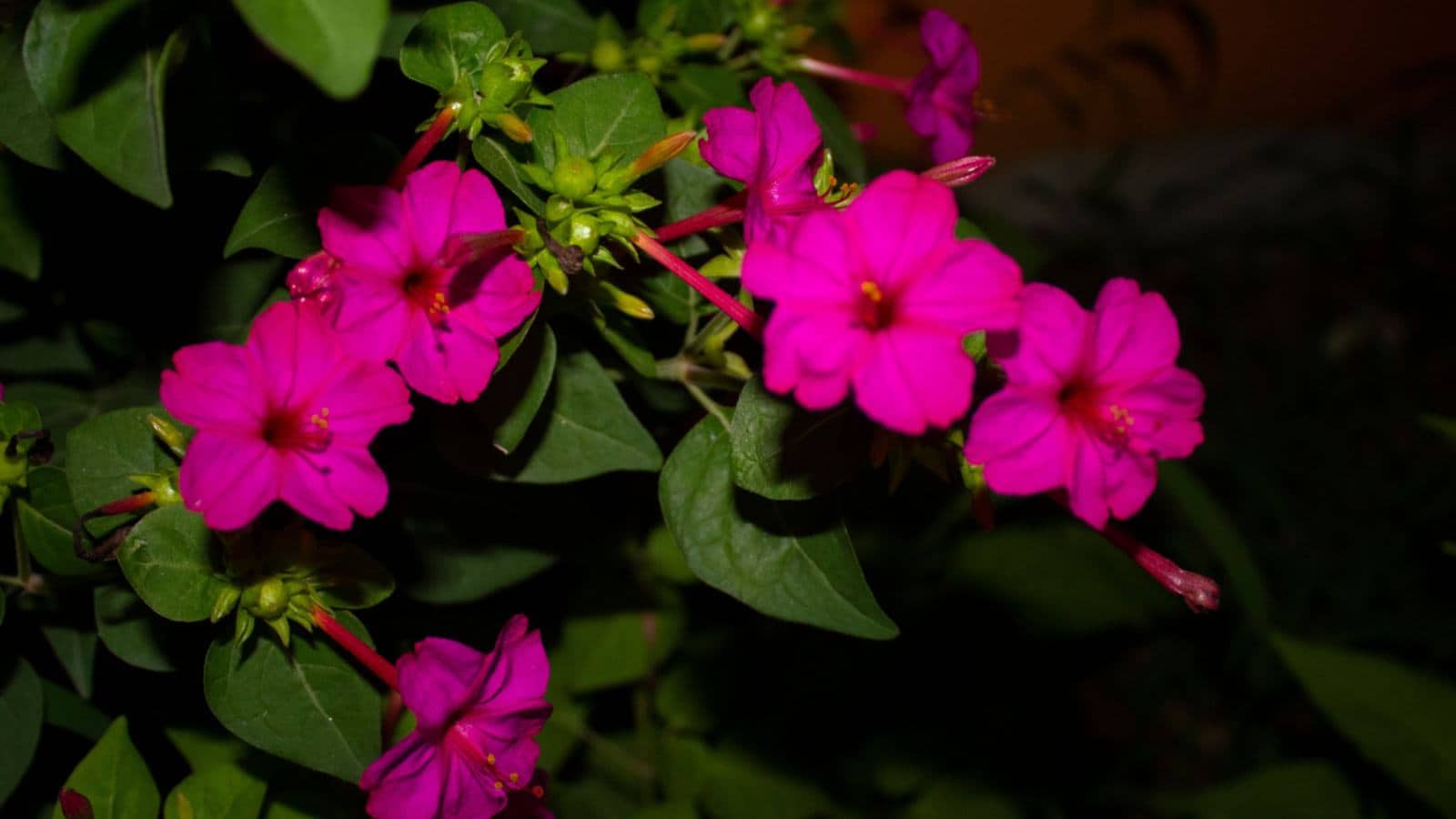 Four O'Clocks (Mirabilis jalapa) 