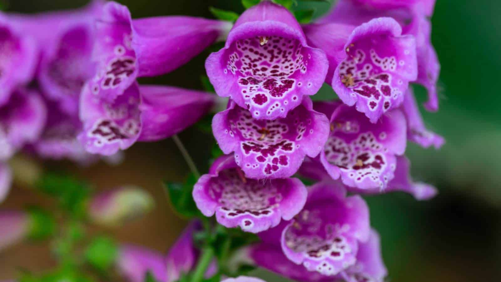 Purple tubular flowers of foxglove