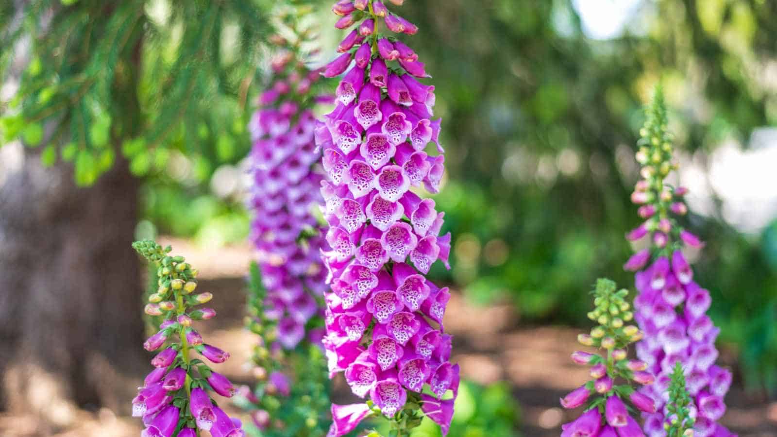 Foxglove