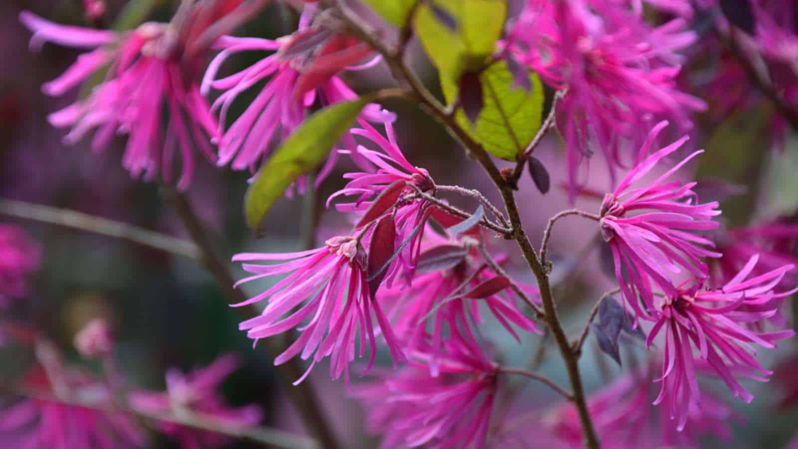 Fringe Flower (Loropetalum chinense)