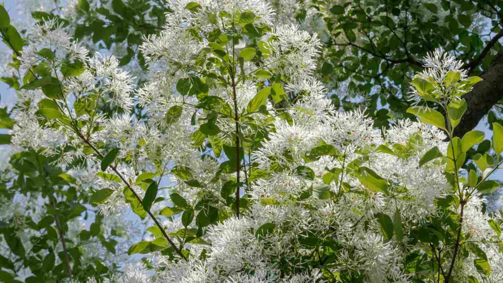 Fringe Tree (Chionanthus virginicus) with white flowers