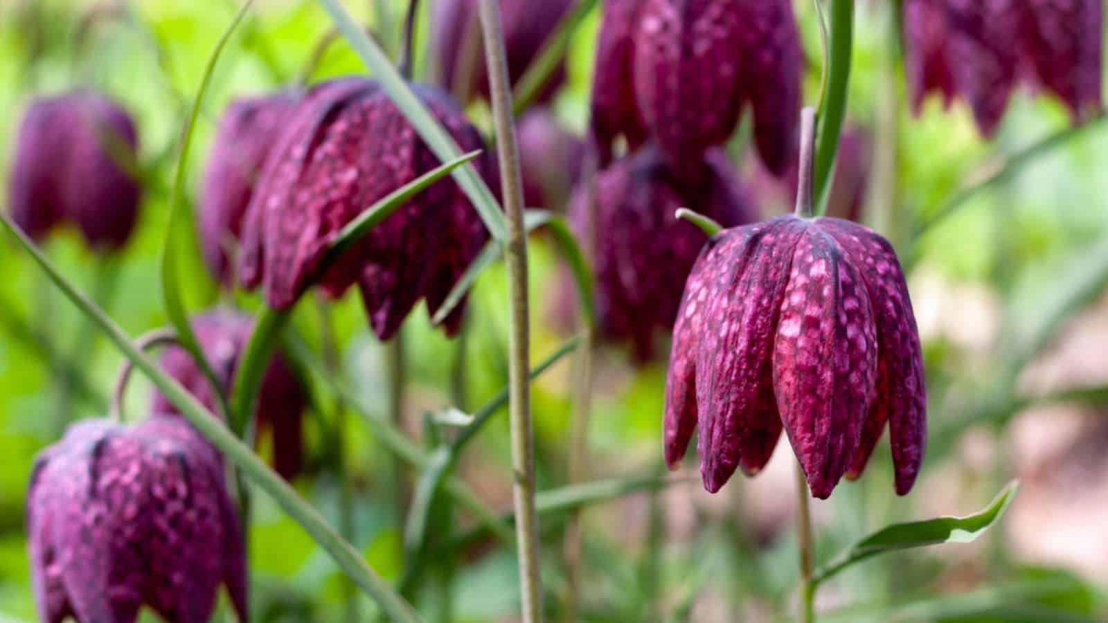 Selective focus of Fritillaria flowers
